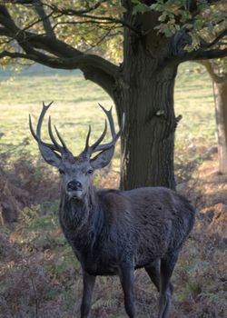 UK, Bradgate Park - October 2017: Free roaming deer at the country park  - lone deer
