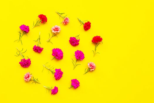 Moss-rose on yellow background. Top view