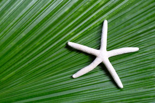 Starfish on tropical palm leaves. Enjoy summer holiday concept. Top view