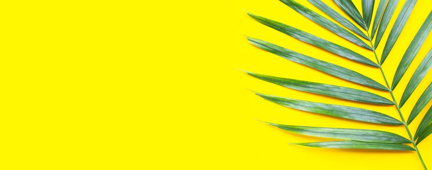 Tropical palm leaves on yellow background. Copy space