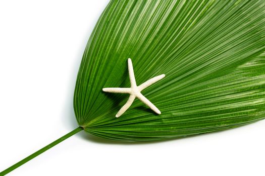 Starfish on fiji fan palm on white background. Enjoy summer holiday concept. Copy space