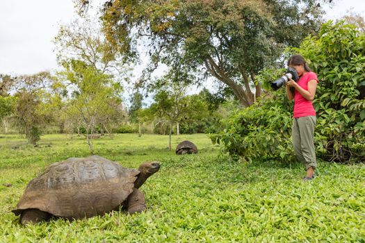 Galapagos Giant Tortoise and woman tourist photographer on Santa Cruz Island in Galapagos Islands. Animals, nature and wildlife photo of tortoise in the highlands of Galapagos, Ecuador, South America.