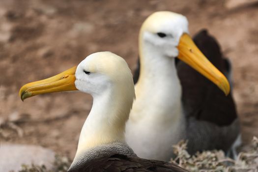 Animals on Galapagos. Galapagos Albratross aka Waved albatrosses on Espanola Island, Galapagos Islands, Ecuador. The Waved Albatross is an critically endangered species endemic to Galapagos.