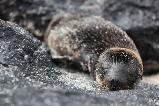 Galapagos Sea Lion pup playful playing in sand lying on beach on Galapagos Islands. Animals and wildlife nature on Mann beach San Cristobal Island, Galapagos, Ecuador, South America. Cute animals.