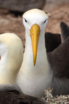 Animals. Galapagos Albatross aka Waved albatrosses on Espanola Island, Galapagos Islands, Ecuador. The Waved Albatross is an critically endangered species endemic to Galapagos.
