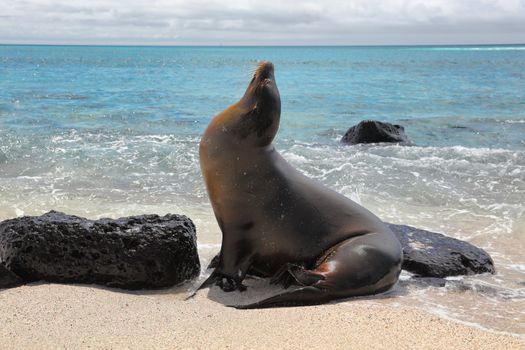 Galapagos Sea Lion in sand lying on beach on Gardner Bay Beach, Espanola Island, Galapagos Islands. Animals and wildlife nature in Ecuador, South America. Cute animals