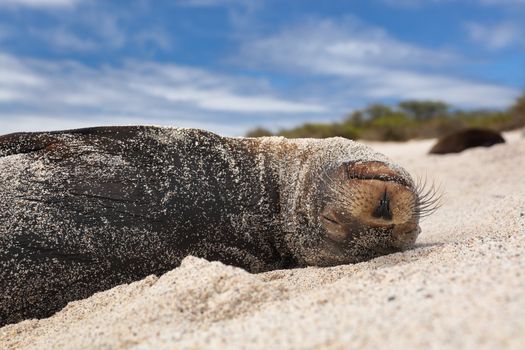 Galapagos Sea Lion in sand lying on beach. Wildlife in nature, animals in natural habitat.