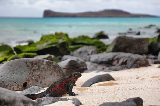 Animals. Christmas Iguana on Espanola Island on Galapagos Islands. Male Marine Iguana. Amazing animals wildlife and nature on Galapagos islands, Ecuador, South America.