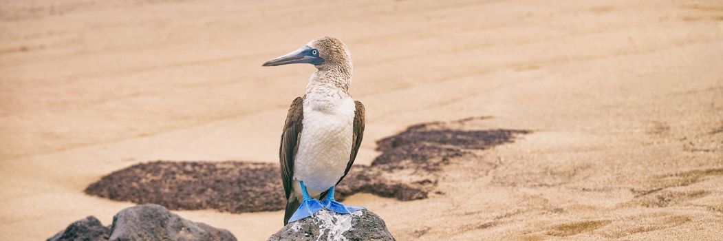 Blue-footed Booby - Iconic and famous galapagos animals and wildlife. Blue footed boobies are native to the Galapagos Islands, Ecuador, South America.