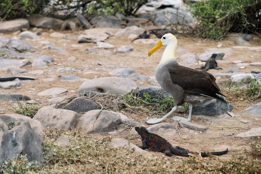 Galapagos Islands Galapagos albatross aka waved albatross walking by christmas iguana on Espanola Island, Galapagos Islands, Ecuador. The Waved Albatrosses is a critically endangered species.