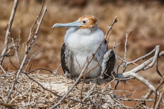 Frigatebird on Galapagos islands. Young juvenile Magnificent Frigate-bird on North Seymour Island, Galapagos Islands. Immature baby chick frigate bird in nest