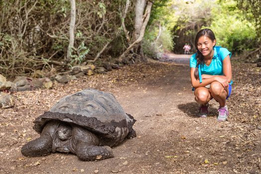 Galapagos Giant Tortoise and woman tourist on Santa Cruz Island in Galapagos Islands. Animals, nature and wildlife photo close up of tortoise in the highlands of Galapagos, Ecuador, South America.