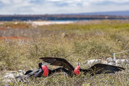 Frigatebird on Galapagos islands. Magnificent Frigate-birds on North Seymour Island, Galapagos. Two male frigate birds with inflated red neck gular pouch (thoat sac) attracting fighting for females.