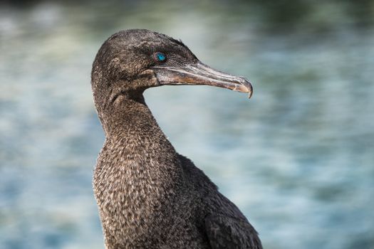 Galapagos animals wildlife - bird flightless cormorant aka galapagos cormorants by sea on Fernandina island, Espinoza Point, Ecuador, South America travel.