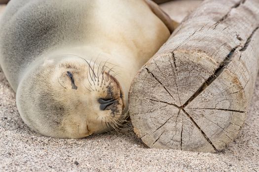 Galapagos Sea Lion in sand lying sleeping on beach as seen on cruise ship adventure travel holidays vacation, Galapagos, Ecuador, South America. Cute adorable animals.