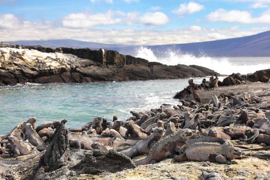 Galapagos animals - Marine Iguana and Flightless cormorant at Punta Espinoza, Fernandina Island, Galapagos Islands. Amazing wildlife and nature display with many endemic species.