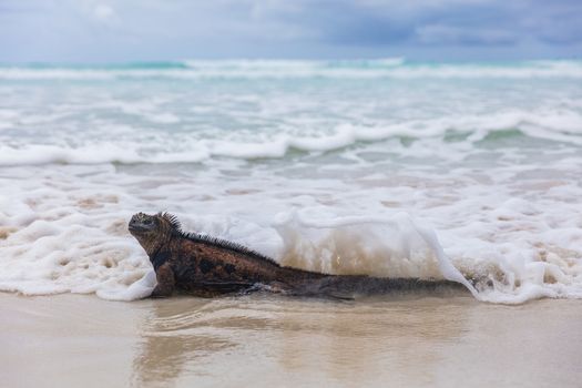 Galapagos Marine Iguana walking on Tortuga bay. Male Marine iguana on beach on Santa Cruz Island, Galapagos Islands. Animals, wildlife and beautiful nature landscape in Ecuador, South America.