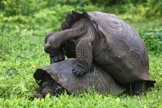 Galapagos Giant Tortoises mating having sex on Santa Cruz Island in Galapagos Islands. Giant Tortoise, Animals, nature and wildlife nature close up of tortoise in the highlands of Galapagos, Ecuador.