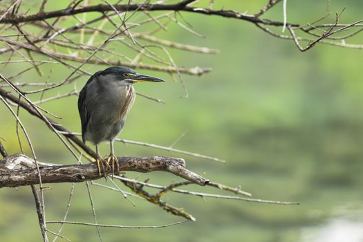 Striated Heron on Galapagos Islands foraging and catching and eating food on Tortuga Bay, Santa Cruz Island. Amazing bird animals wildlife nature of Galapagos, Ecuador.