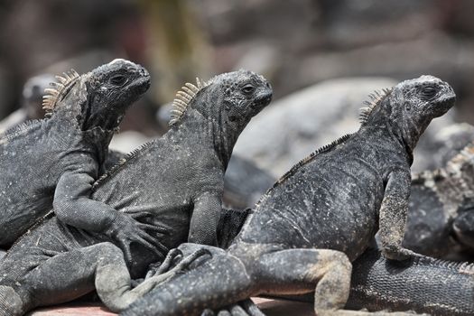 Galapagos Marine Iguana - Iguanas warming in the sun on volcanic rocks on Fernadina Island, Espinoza Point. Amazing wildlife animals on Galapagos Islands, Ecuador.