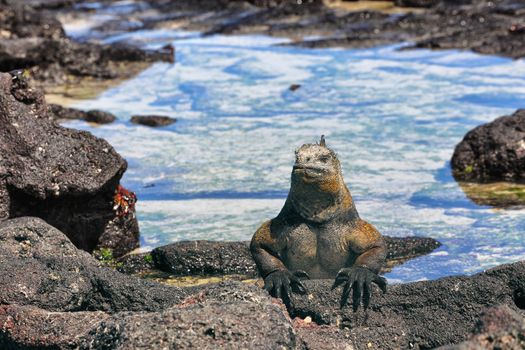 Galapagos Iguana basking in the sun on rock on Puerto Villamil beach, Isabela Island. Marine iguana is an endemic species in Galapagos Islands Animals, wildlife and nature of Ecuador.