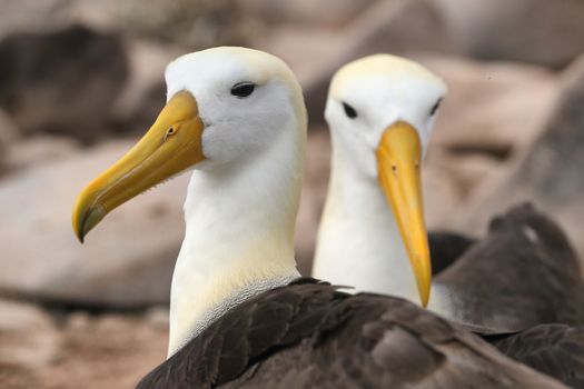 Galapagos Albatross aka Waved albatross pair nesting on Espanola Island, Galapagos Islands, Ecuador. The Waved Albatrosses is an critically endangered species endemic to Galapagos.
