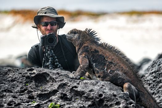 Galapagos Iguana and tourist nature wildlife photographer taking picture. Marine Iguana shaking and bobbing its head showing threat and dominance. Marine iguana on Isabela, Galapagos Islands, Ecuador