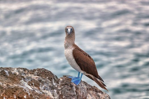 Blue footed Booby - Iconic and famous galapagos animals and wildlife. Blue-footed boobies are native to the Galapagos Islands, Ecuador, South America.