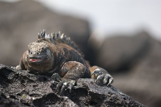 Galapagos Iguana heating itself in the sun resting on rock on Tortuga bay beach, Santa Cruz Island. Marine iguana is an endemic species in Galapagos Islands Animals, wildlife and nature of Ecuador.