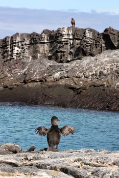 Flightless Cormorant drying wings next to Marine Iguanas on Fernandina Island, Espinoza Point, Galapagos Islands. Amazing birds, nature and wildlife on Galapagos, Ecuador, South America.