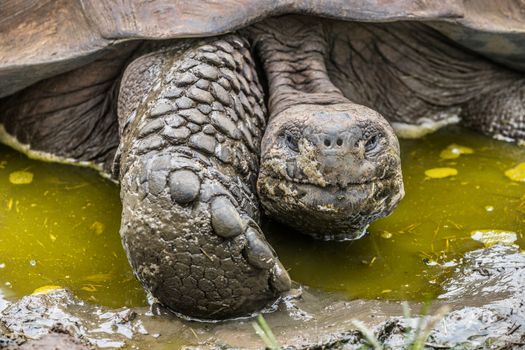 Galapagos Giant Tortoise on Santa Cruz Island in Galapagos Islands. Galapagos tortoises cool of in water hole. Amazing animals, nature and wildlife nature from Galapagos Islands highlands