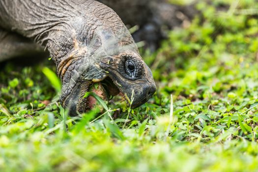 Galapagos Tortoise eating grass on Santa Cruz Island in Galapagos Islands. Galapagos Giant Tortoises are iconic to and only found Galapagos. Animals, nature and wildlife nature from Galapagos Islands.