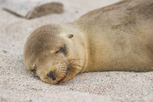 Galapagos Sea Lion cub lying sleeping in sand lying on beach Galapagos Islands. Animals and wildlife nature on Galapagos, Ecuador, South America. Cute animals.