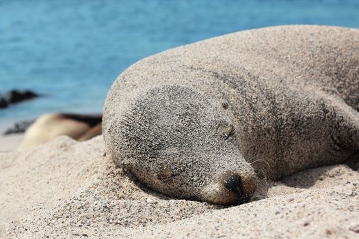 Galapagos Sea Lion in sand lying on beach. Wildlife in nature, animals in natural habitat on Galapagos Islands.