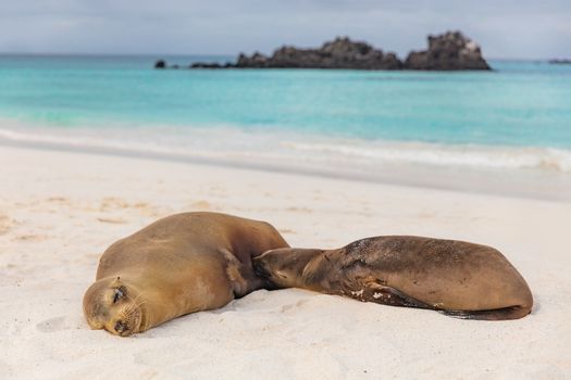 Galapagos islands wildlife sea lion pup breastfeeding photo of female sea lion mom with baby. From Galapagos cruise ship excursion on Gardner Bay Beach, Espanola Island, Galapagos Islands, Ecuador.