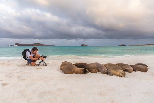 Animal wildlife nature photographer tourist photographing Galapagos Sea Lion in sand lying on beach on Gardner Bay Beach, Espanola Island, Galapagos Islands, Ecuador, South America.