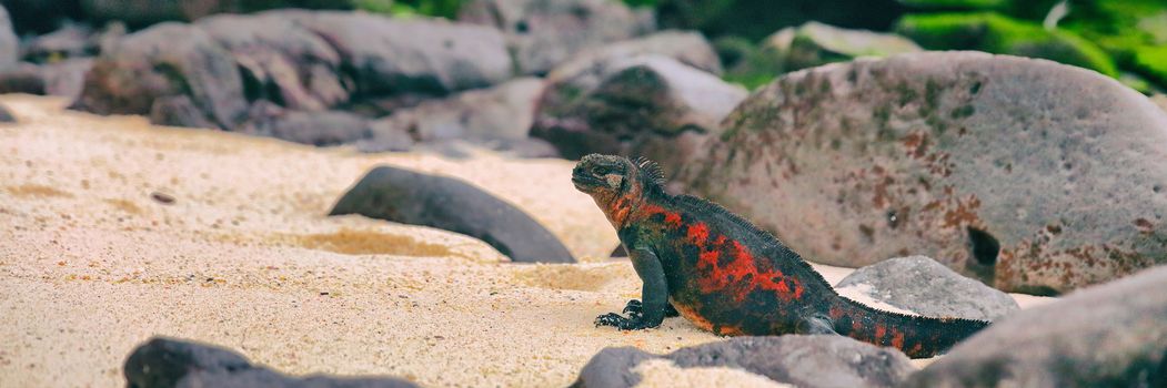 Christmas Iguana on Espanola Island on Galapagos Islands. Male Marine Iguana. Amazing animals wildlife and nature on Galapagos islands, Ecuador, South America. Panoramic banner.