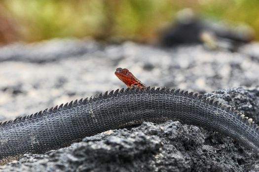 Galapagos funny animals - Red Lava lizard crawling on Marine Iguana tail in the sun. Amazing wildlife animals on Galapagos Islands, Ecuador.