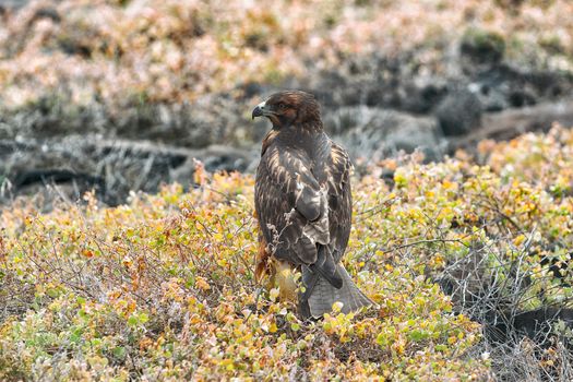 Galapagos Hawk - Galapagos wildlife animals in natural habitat on Galapagos Islands. Here seen on Espanola Island, a cruise ship destination.