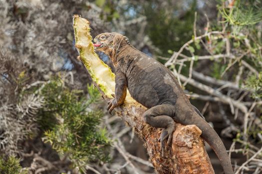 Galapagos Land Iguana by eating plant on North Seymour Island Galapagos Islands. Amazing animals and wildlife on Galapagos Islands, Ecuador. From Galapagos cruise ship tour.