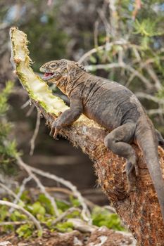 Galapagos Land Iguana by eating plant on North Seymour Island Galapagos Islands. Amazing animals and wildlife on Galapagos Islands, Ecuador. From Galapagos cruise ship tour.