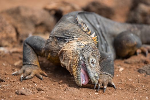 Galapagos Animals - Land Iguana by eating plant on North Seymour Island Galapagos Islands. Amazing animals and wildlife on Galapagos Islands, Ecuador. From Galapagos cruise ship tour.