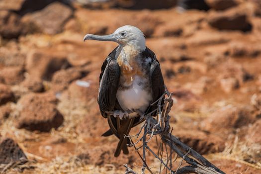 Frigatebird on Galapagos islands. Female Magnificent Frigate-bird on North Seymour Island, Galapagos Islands.