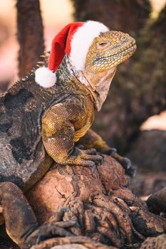 Galapagos Christmas Concept - Funny image of Iguana wearing Santa hat, aka fake Christmas Iguana. From North Seymour Island Galapagos Islands cruise ship tour. Santa hat is photoshopped on Iguana.