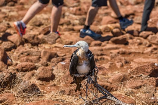 Frigatebird on Galapagos islands. Female Magnificent Frigate-bird on North Seymour Island, Galapagos Islands. Tourists from cruise ship excursion walking in background