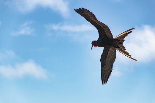 Frigatebird on Galapagos islands flying. Magnificent Frigate-bird in flight on North Seymour Island, Galapagos. One male frigate birds with red neck gular pouch (thoat sac).