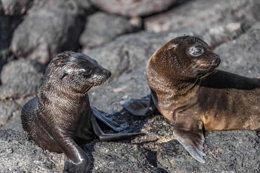 Galapagos animals - Baby Galapagos Sea lions pups at Punta Espinoza, Fernandina Island, Galapagos Islands. Amazing wildlife and nature display with many endemic species.