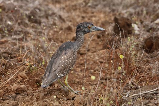 Galapagos Islands animals and bird wildlife. Yellow-crowned night heron (Nyctanassa / Nyctanassa violacea) juvenile. Galapagos Islands, Ecuador.