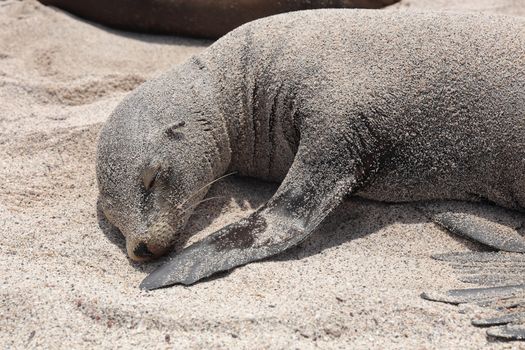 Galapagos Sea Lion in sand lying on beach. Wildlife in nature, animals in natural habitat on Galapagos Islands. Cute sleeping young sea lion pup.