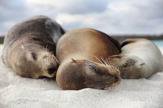 Animals. Sea Lion Family in sand lying on beach on Galapagos Islands - Cute adorable Animals. Animal and wildlife nature on Galapagos, Ecuador, South America.